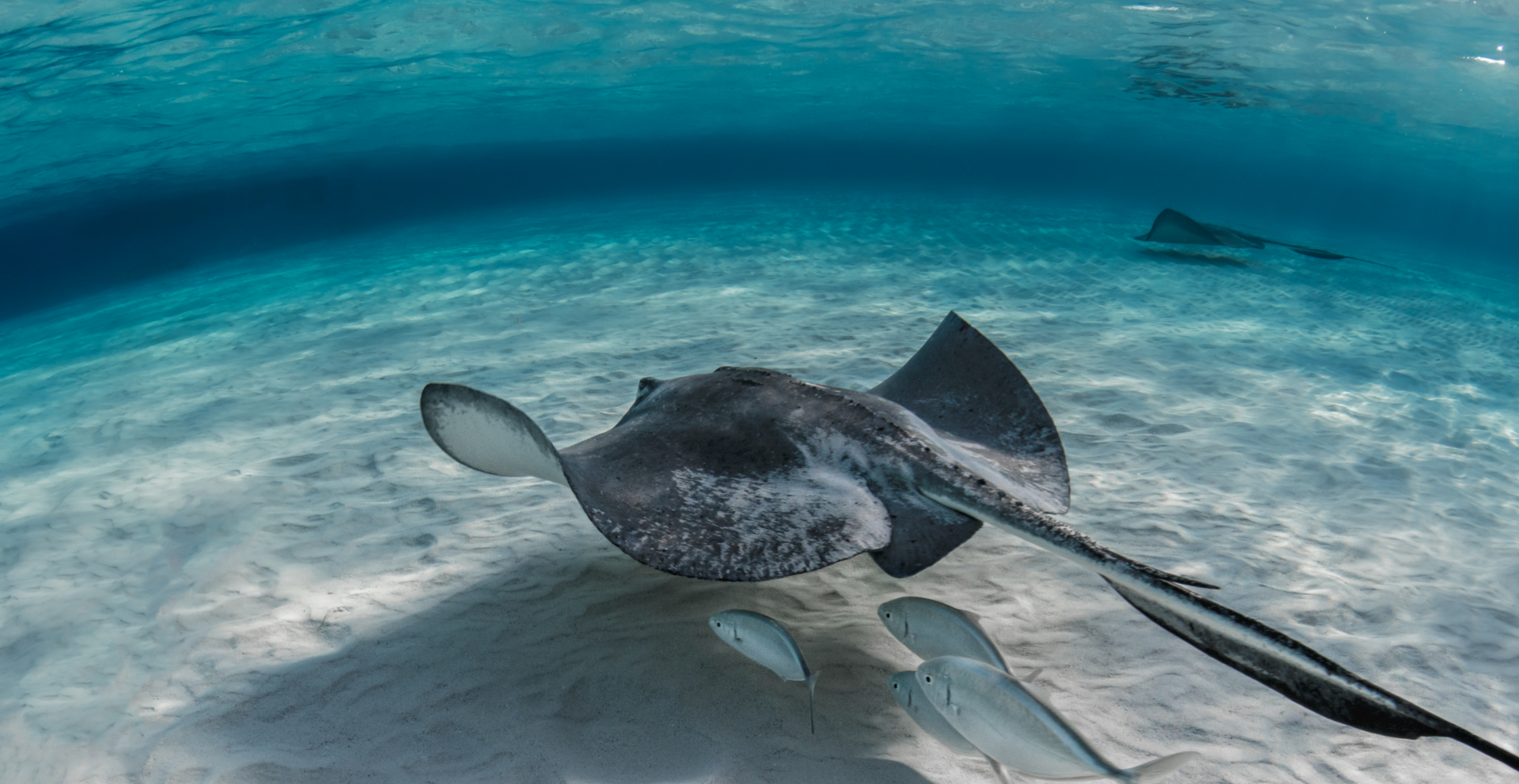 Enjoy Scuba Diving With Us